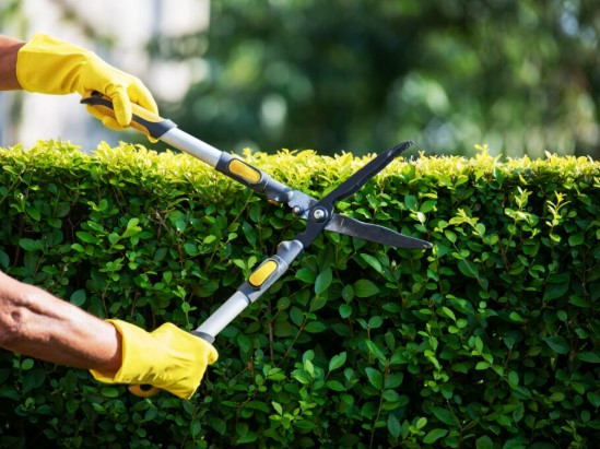 Professional tree pruning service