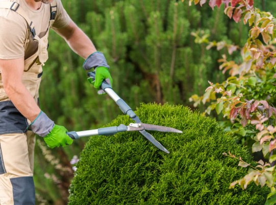 Certified arborist at work